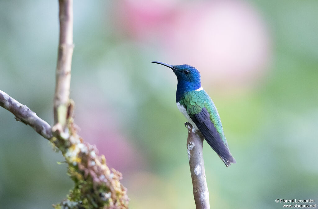 White-necked Jacobin male