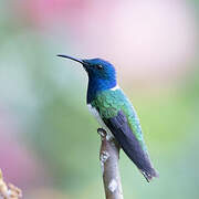 White-necked Jacobin