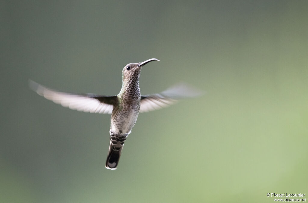 White-necked Jacobin female