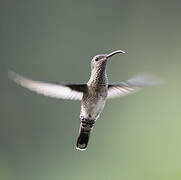 White-necked Jacobin