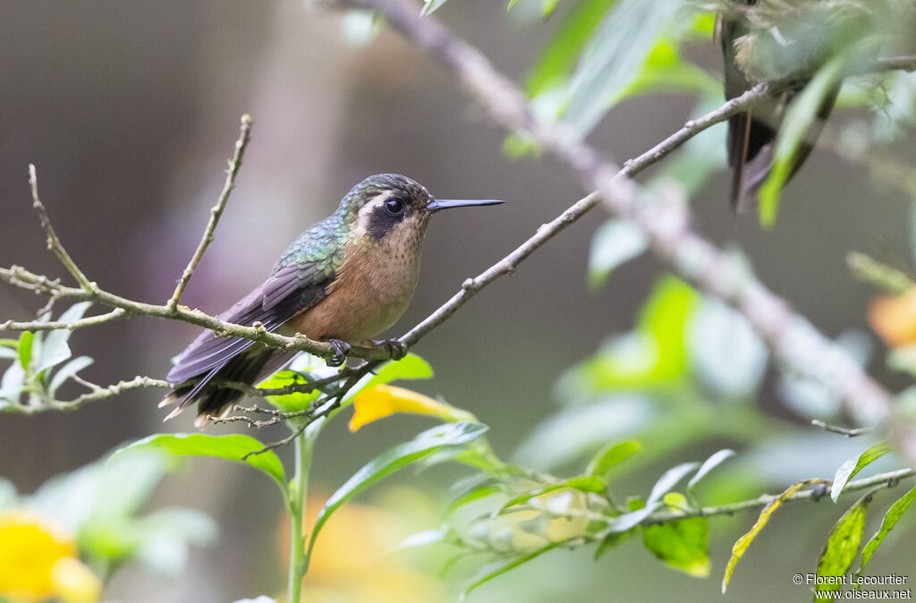 Colibri moucheté