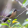 Colibri moucheté