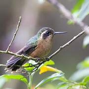 Speckled Hummingbird