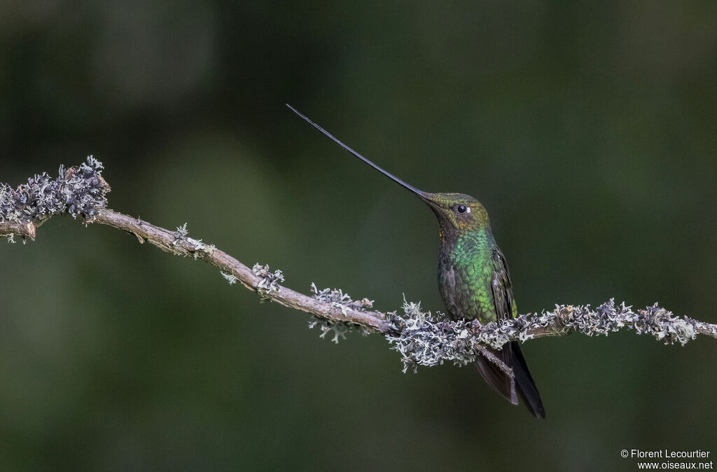 Colibri porte-épée