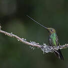Colibri porte-épée