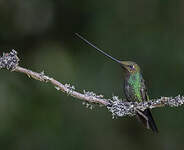 Colibri porte-épée