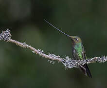 Sword-billed Hummingbird