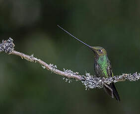 Colibri porte-épée