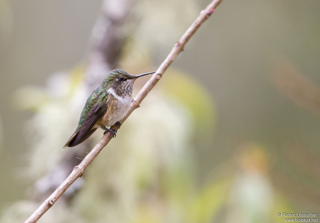 Colibri scintillant