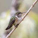 Colibri scintillant