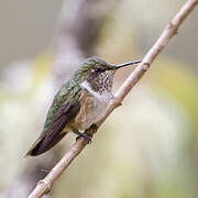 Colibri scintillant