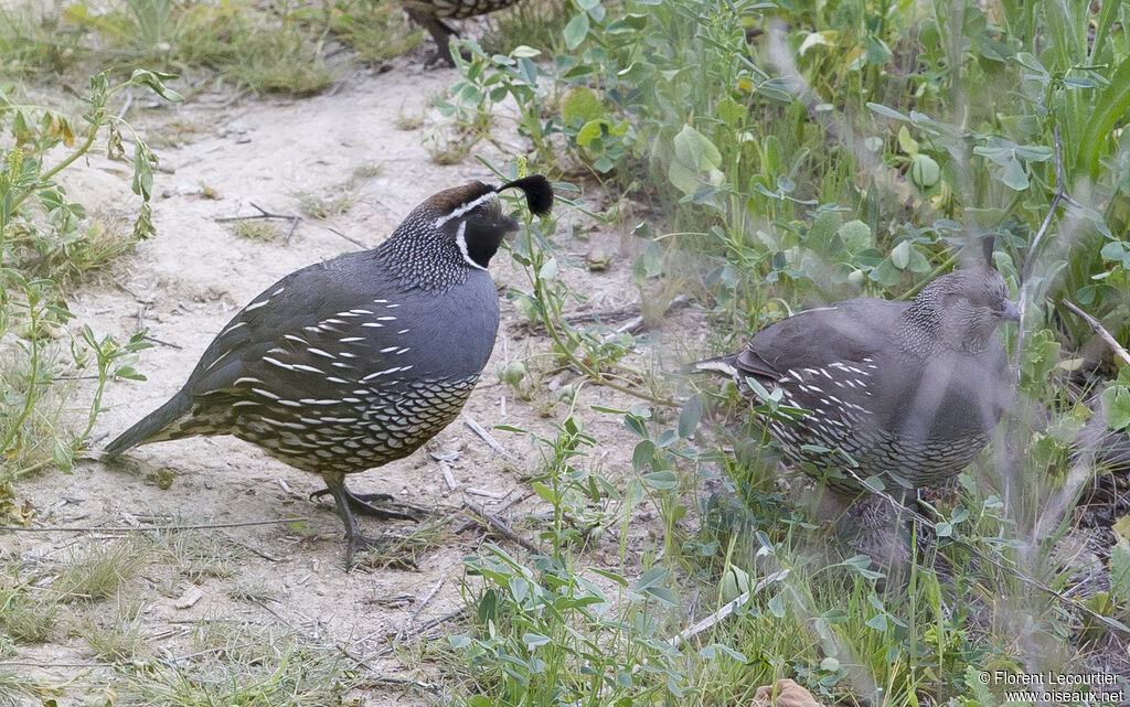 California Quail male