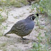 California Quail