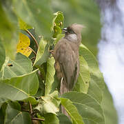 Speckled Mousebird