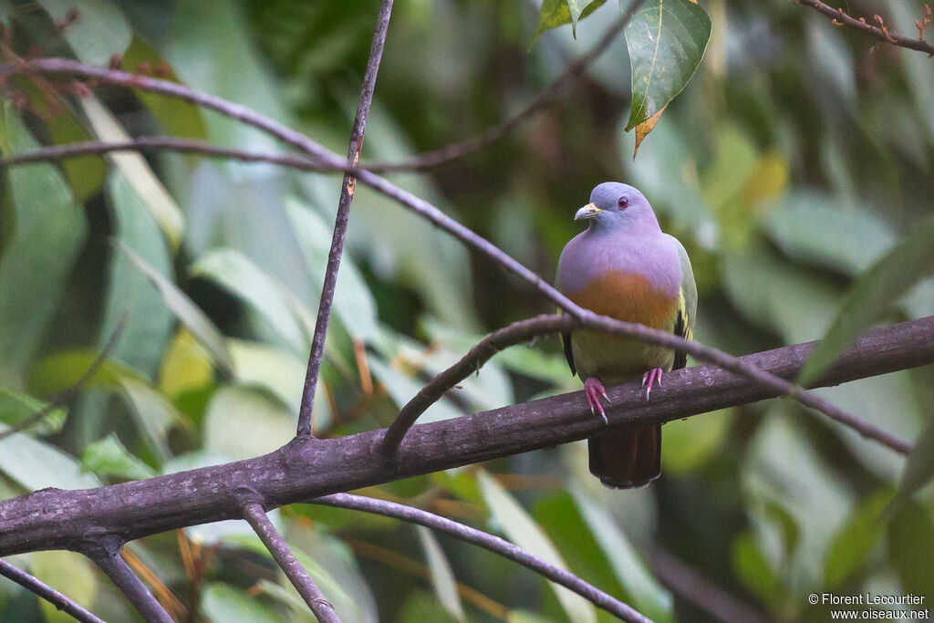 Pink-necked Green Pigeonadult