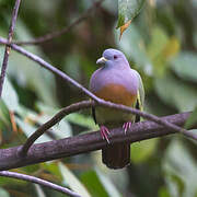 Pink-necked Green Pigeon