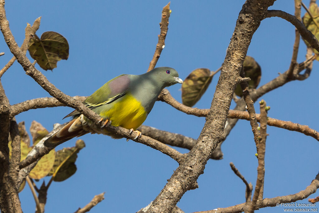 Bruce's Green Pigeon