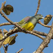 Bruce's Green Pigeon