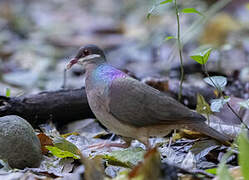Bridled Quail-Dove