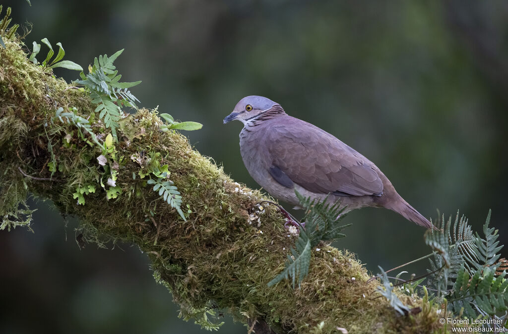 White-throated Quail-Dove