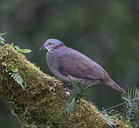 White-throated Quail-Dove