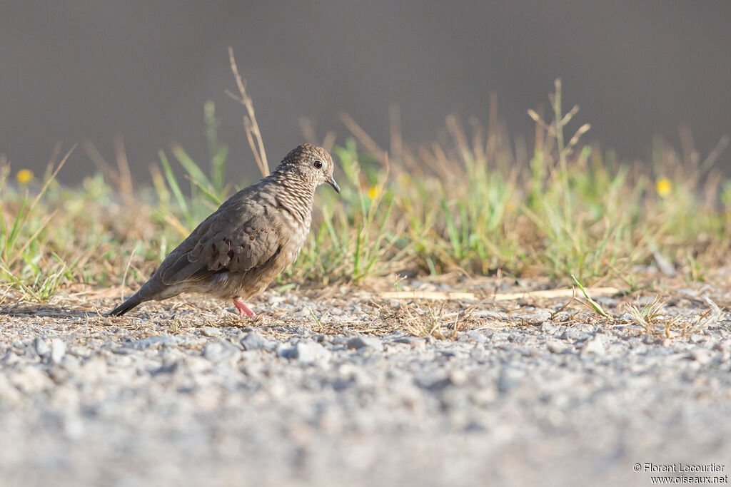 Common Ground Dove