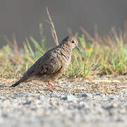 Common Ground Dove