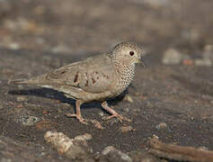 Common Ground Dove