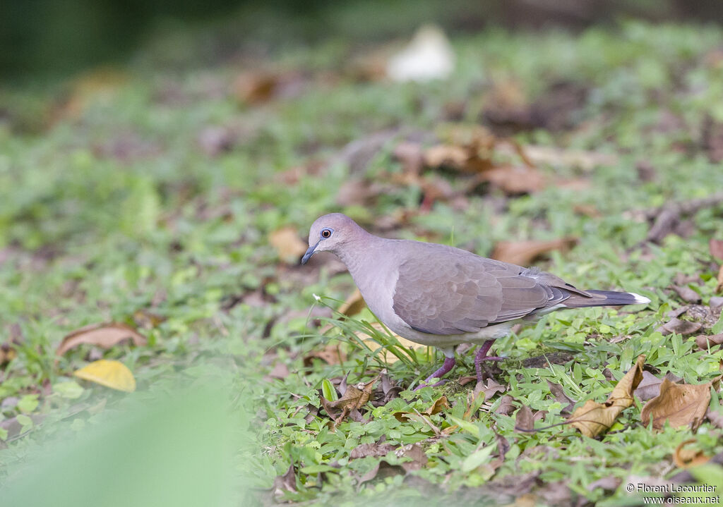 White-tipped Dove