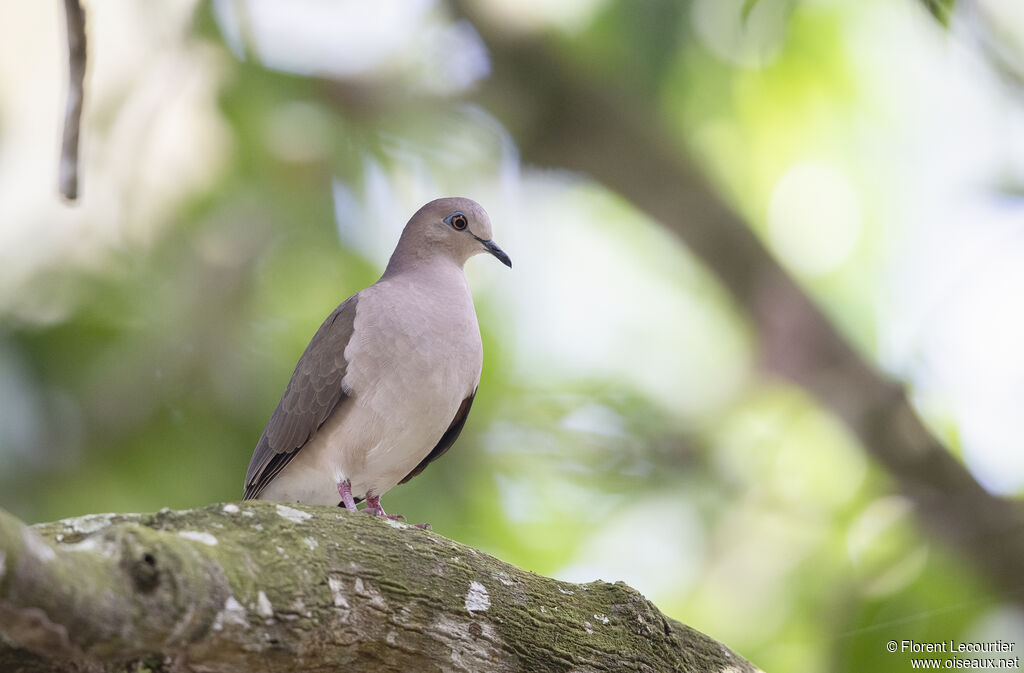 White-tipped Dove