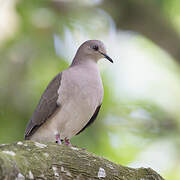 White-tipped Dove