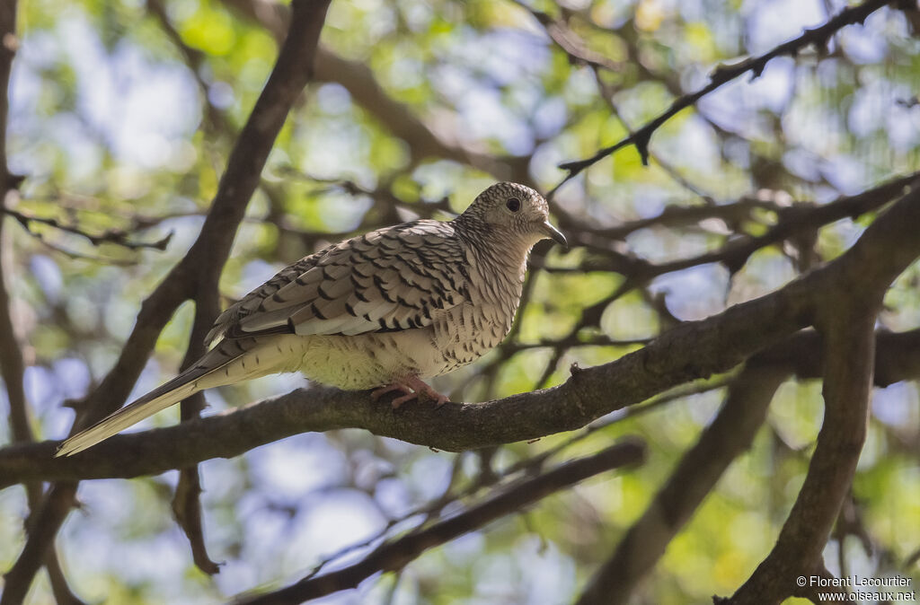 Scaled Dove