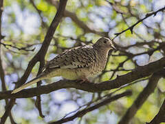 Scaled Dove