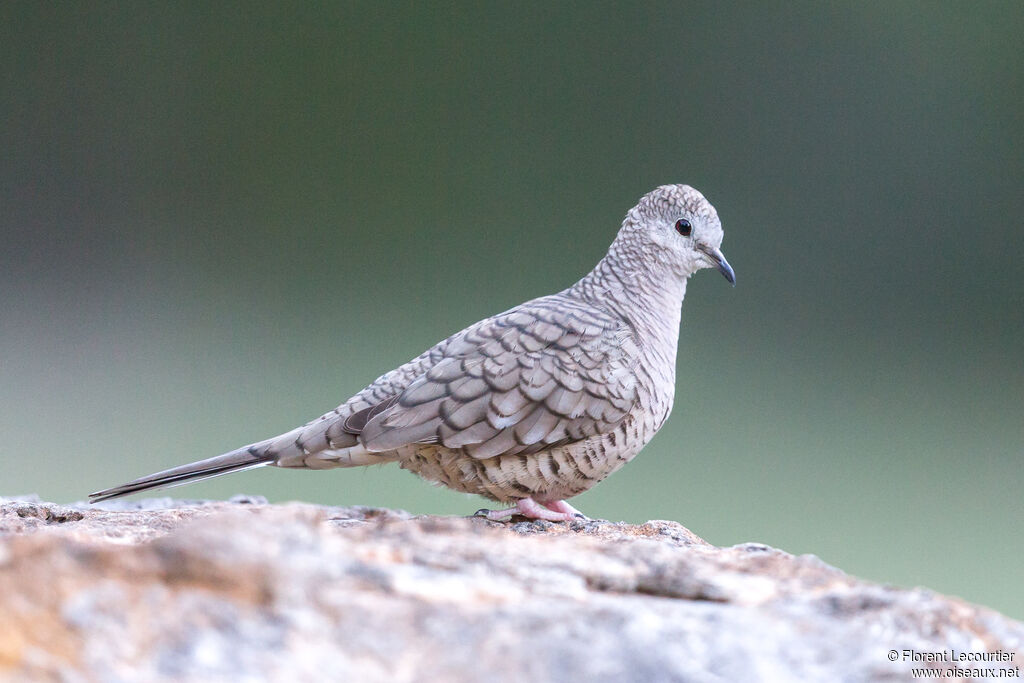 Inca Doveadult breeding