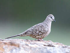 Inca Dove