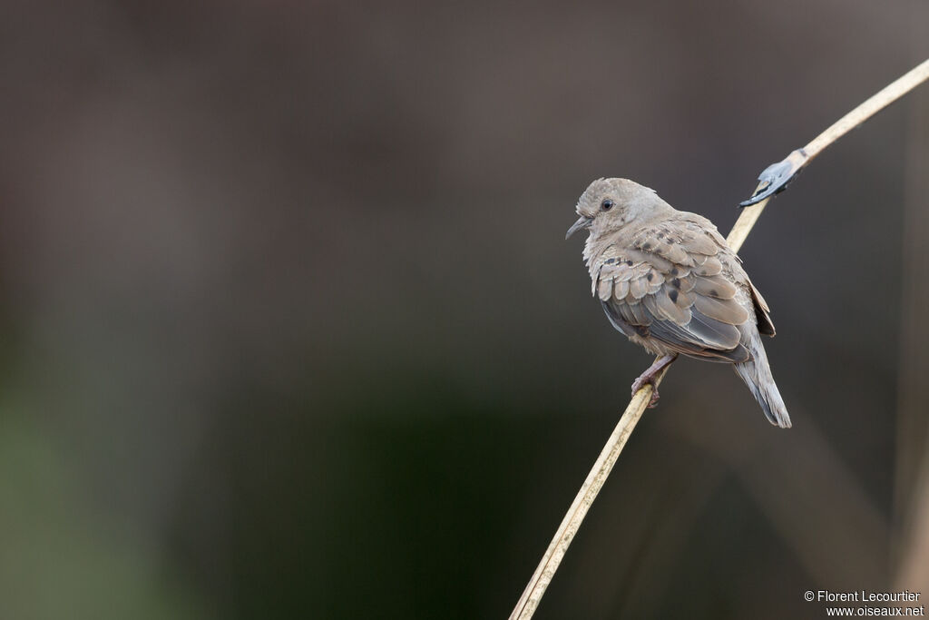 Plain-breasted Ground Dove