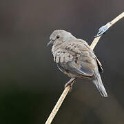 Plain-breasted Ground Dove