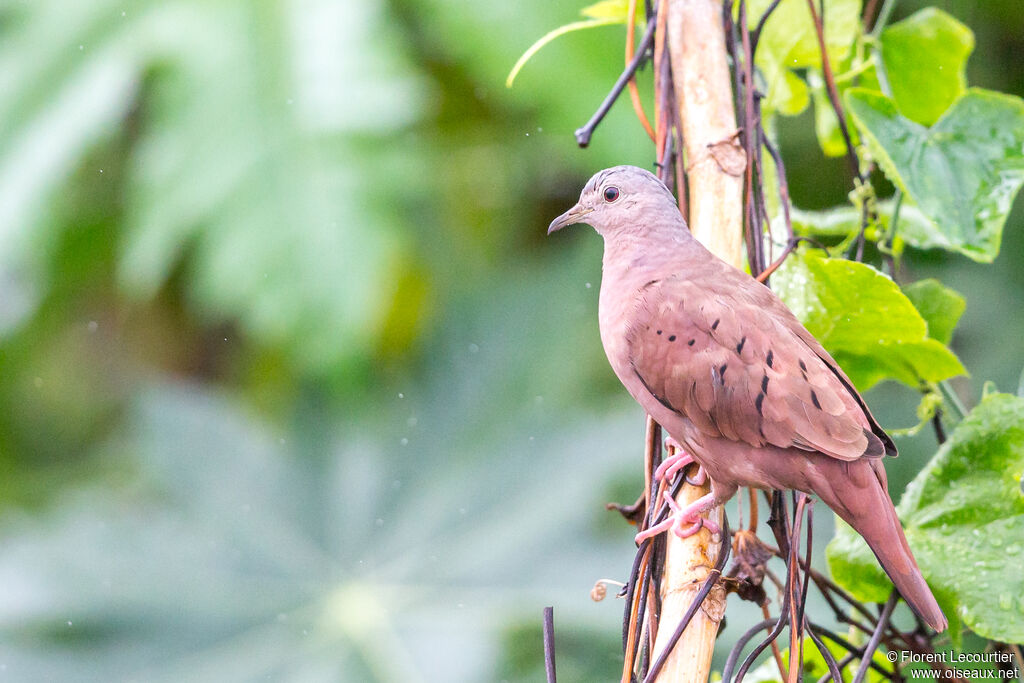 Ruddy Ground Dove