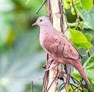 Ruddy Ground Dove