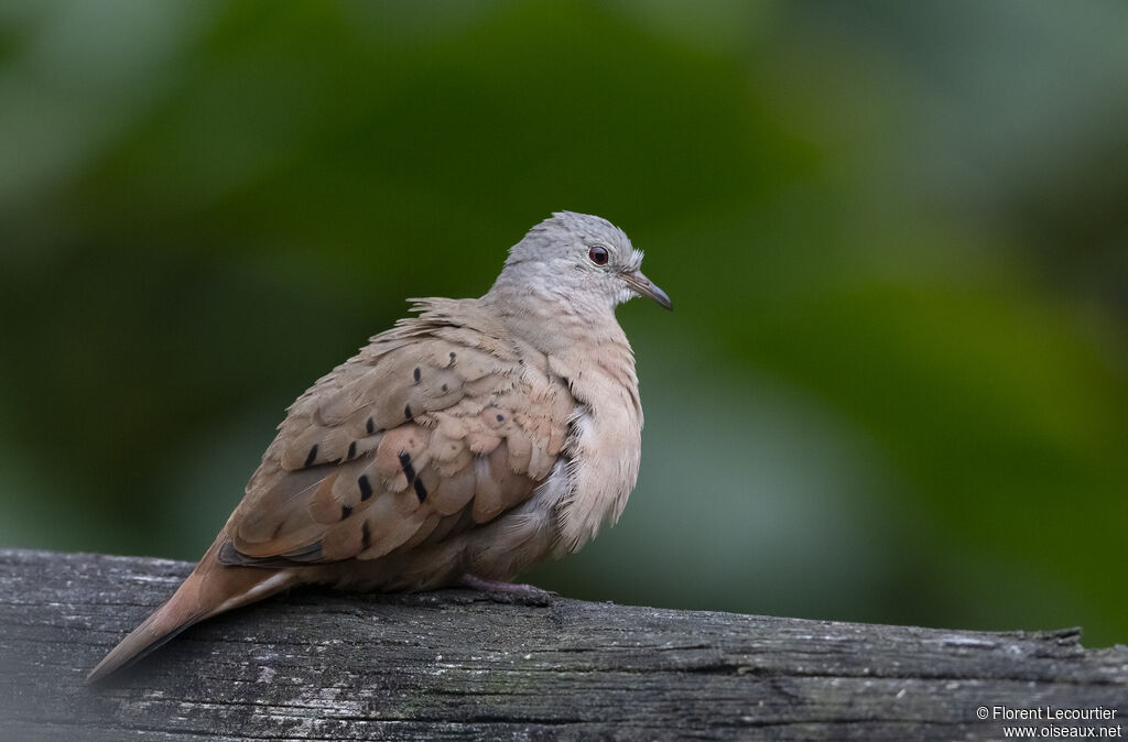 Ruddy Ground Dove