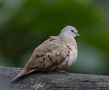 Ruddy Ground Dove