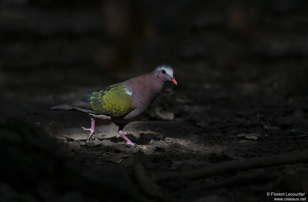 Common Emerald Dove male