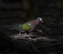 Common Emerald Dove