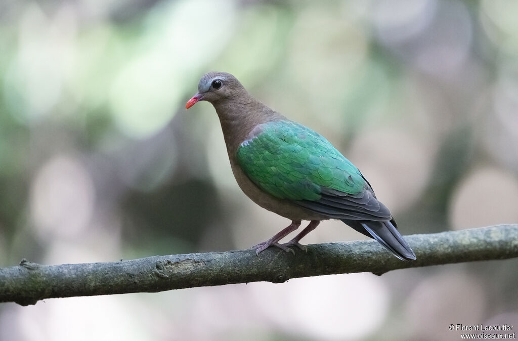 Common Emerald Dove