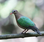 Common Emerald Dove