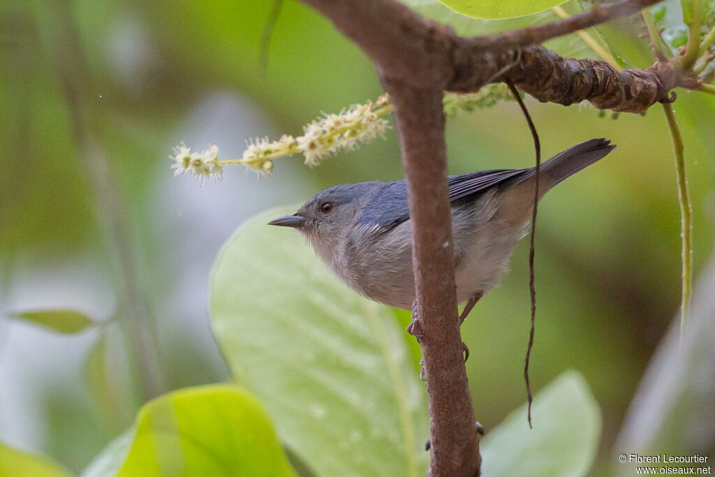 Bicolored Conebill