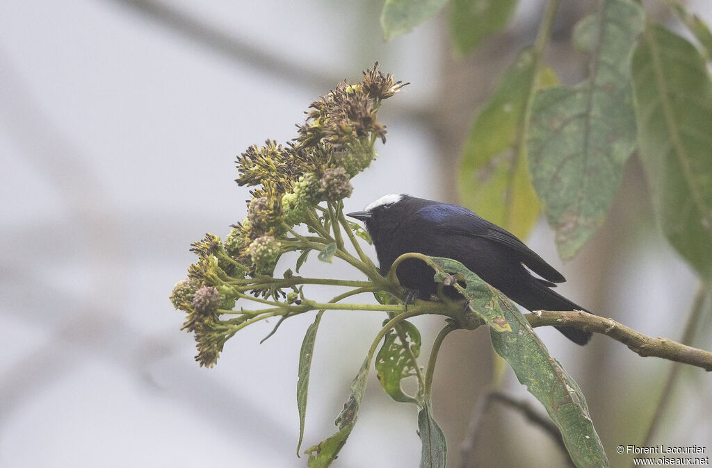 Capped Conebill