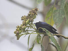 Capped Conebill