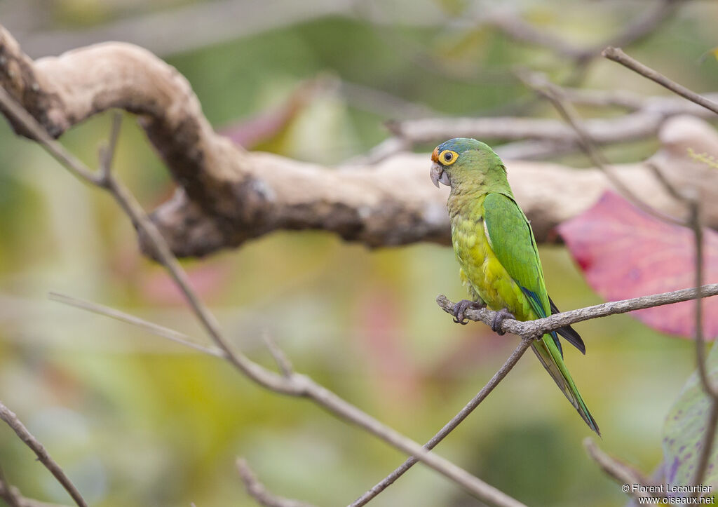 Conure à front rougeadulte