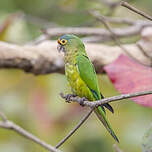 Conure à front rouge